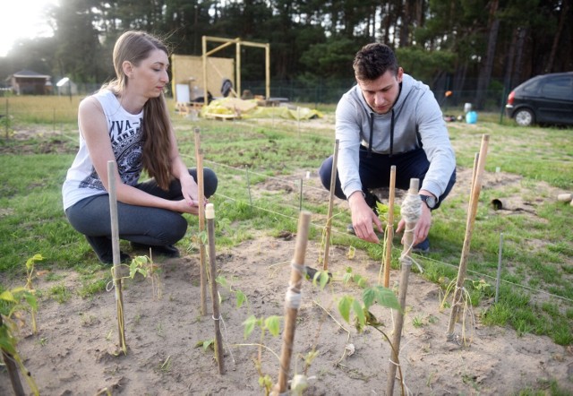 Tak się zmieniają działki na tzw. Srebrnej Polanie. Działkowcy nie kryją zadowolenia z posiadania ogrodu