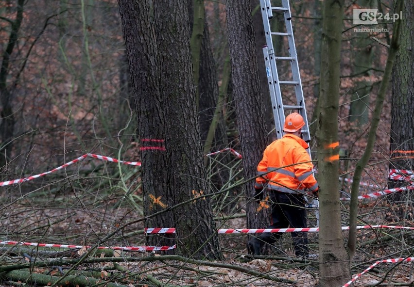 Początek budowy węzła Głębokie. Ruszyła wycinka drzew przy jeziorze [ZDJĘCIA, WIDEO]