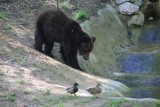 Zoo w Poznaniu - Niedźwiedzie podczas kąpieli w basenie [WIDEO]
