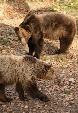 Tatry: Bliskie spotkanie z niedźwiedziem w drodze na Giewont. "Pokazał nam kły" 