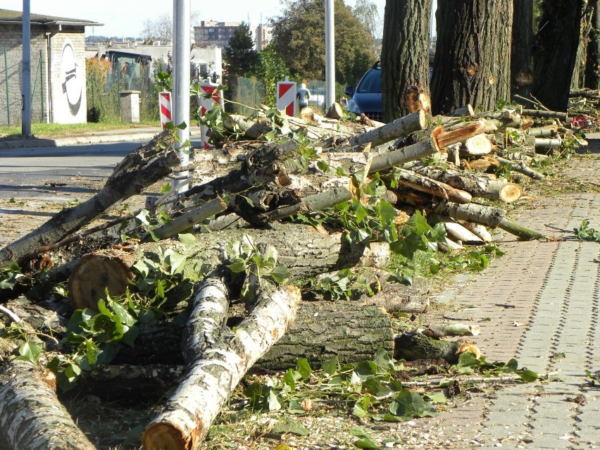 Wycinka drzew na ulicy Młynarskiej w Kaliszu