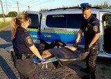 Ekopatrol ratował sarnę. Błyskawiczna akcja straży miejskiej w Lesznie