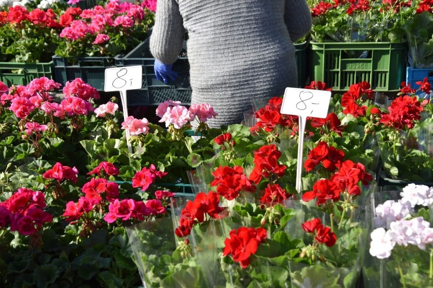 Sprawdziliśmy ceny kwiatów na targowisku w Kościerzynie....
