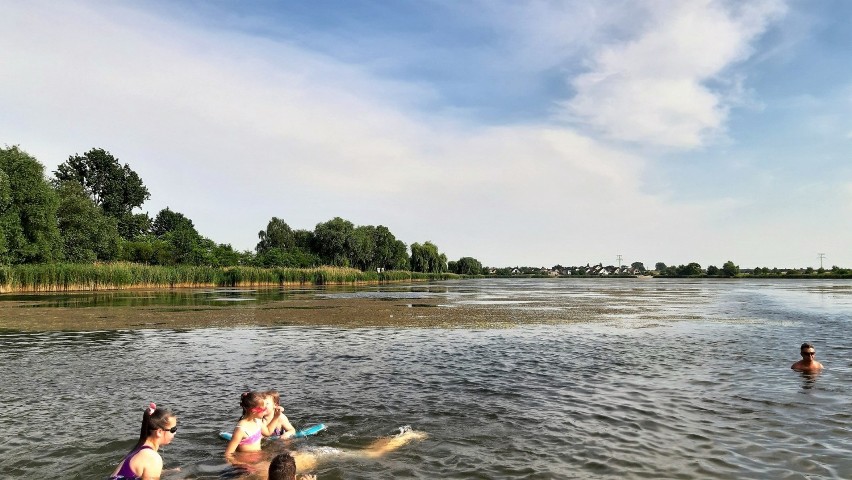 Na Malinie jest mnóstwo moczarki utrudniającej pływanie w...