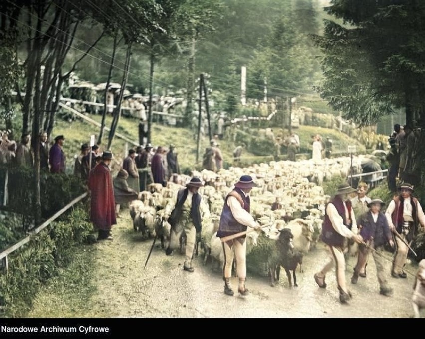 Redyk owiec dawniej. Zobacz stare, kolorowe zdjęcia baców i juhasów