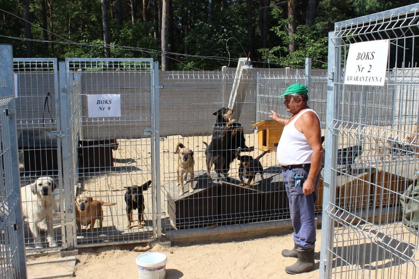 Schronisko dla psów w Trębaczewie nie spełnia wszystkich...