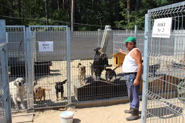 Schronisko dla psów w Trębaczewie nie spełnia wszystkich wymogów weterynarajnych