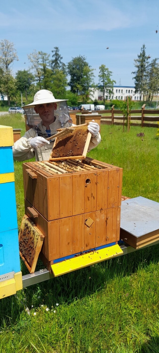 Miód zbierał od 10 pszczelich rodzin. Pasieka MPWiK liczy 12 uli