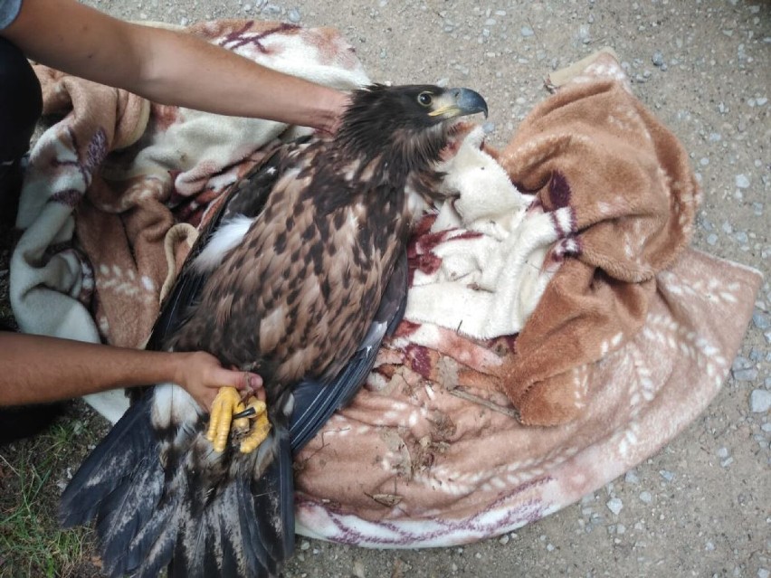 Skierniewice. Na leśnym dukcie znaleziono osłabionego, młodego orła bielika. Ptak trafił pod opiekę specjalistów
