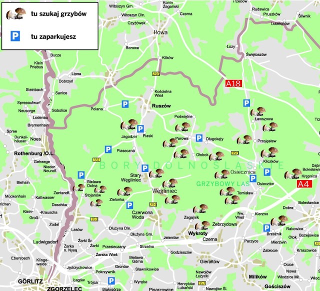 Mapka powstała we współpracy z Regionalną Dyrekcją Lasów Państwowych we Wrocławiu. Szefowie sześciu nadleśnictw zdradzili nam, w których lasach każdej jesieni jest najwięcej grzybów.