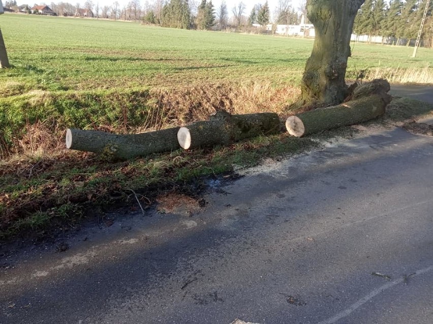 Wichura w powiecie malborskim [ZDJĘCIA]. Strażacy usuwali powalone i nadłamane drzewa