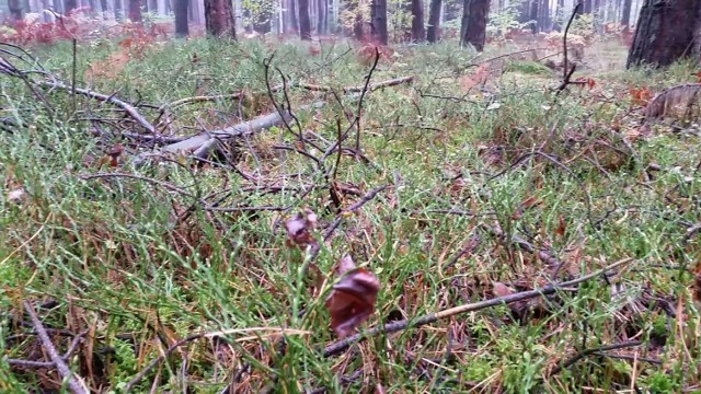 W podpoznańskich lasach kolejny rok z rzędu nie ma grzybów.