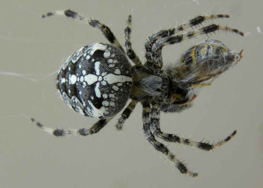 W Polsce występuje kilka jadowitych gatunków pająków. Ich...