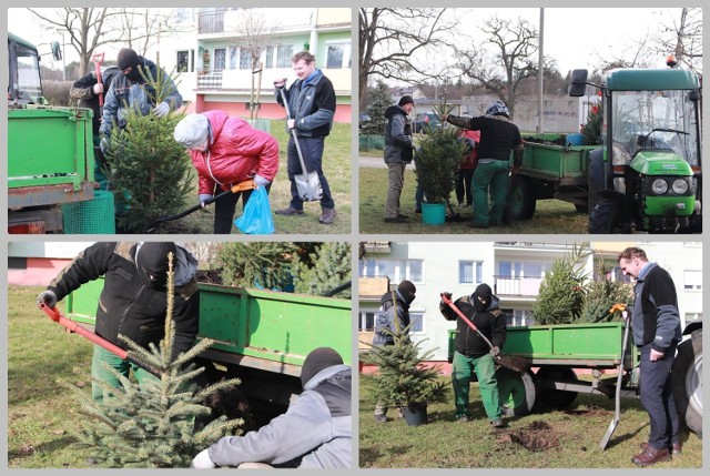 Akcja sadzenia bożonarodzeniowych choinek na osiedlu Południe we Włocławku.