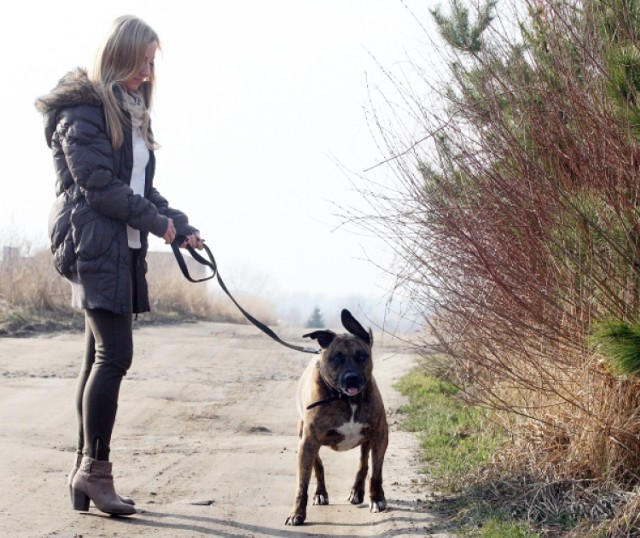 Podatek za psa w Szczecinie należy zapłacić do końca marca