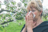Uwaga alergicy! Sezon pylenia w pełni. Rozmowa z alergologiem