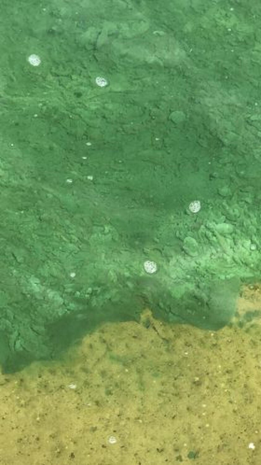 Wągrowiec. Woda w Jeziorze Durowskim przybrała zielony kolor. Co się z nią stało? Czy to niebezpieczne? 