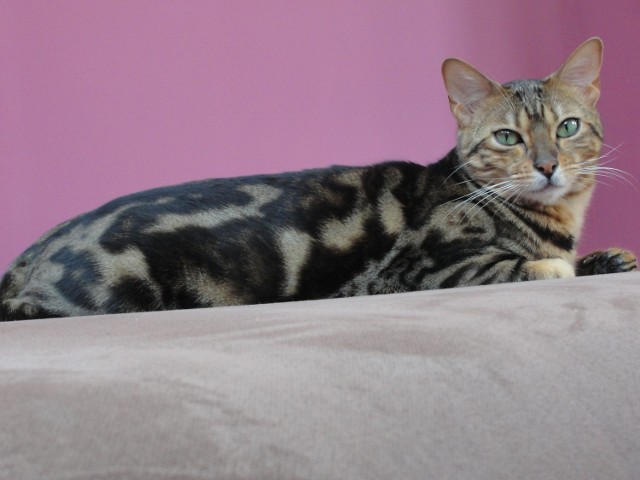 KITTY

Chcialabym przedstawić jednego z moich 9 kotów - kotkę Kitty. Jest to czteroletnia kocica bengalska, która lubi duzo ruchu i zabawę z przybranym rodzeństwem.


Najsympatyczniejszy kot w Poznaniu:
- zobacz też inne koty
- sympatycznych kotów szukaj także na facebooku