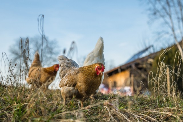 Wszyscy hodowcy drobiu powinni przestrzegać zasad bioasekuracji, nawet właściciele małych stad