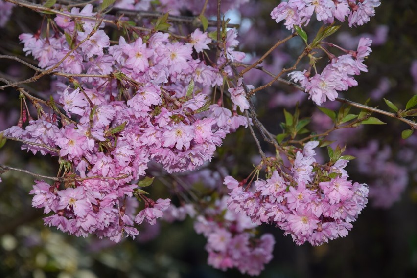 Rajski ogród na majówkę. Arboretum w Wojsławicach w...