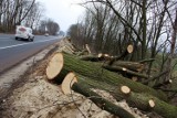 Między Czarlinem a Knybawą wytną prawie półtora tysiąca drzew! [ZDJĘCIA]