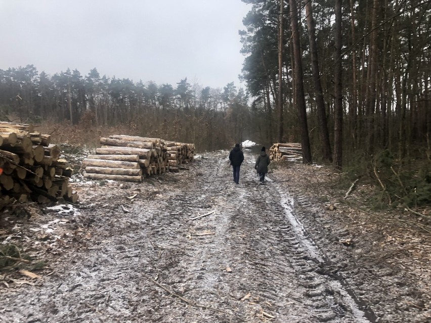 Las w okolicy ulicy Foluszowej w Zielonej Górze