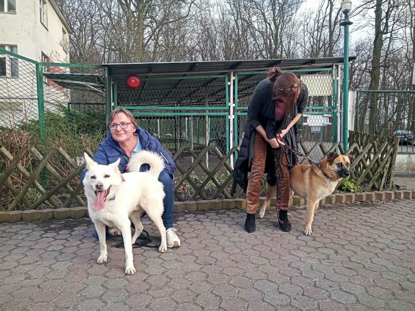 Toruń. Wyprowadzają psy w ramach wolontariatu pracowniczego w Schronisku dla Zwierząt