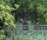 W Muszynie dzikie zwierzęta mają coraz więcej odwagi. Do jednego z osiedli mieszkaniowych zbliżył się wilk