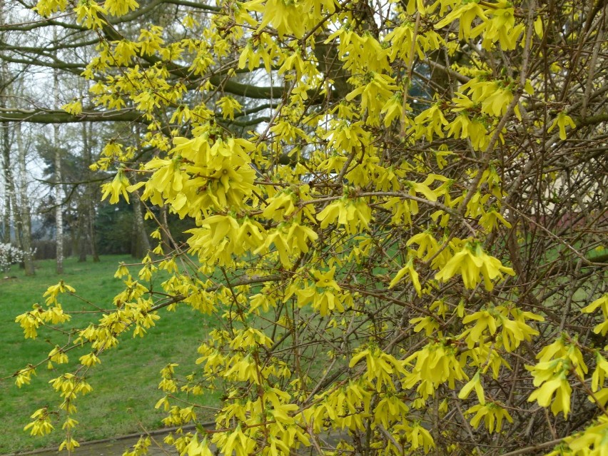 Kto tęskni za wiosną? Oto kilka wiosennych migawek z arboretum w Rogowie [ZDJĘCIA]