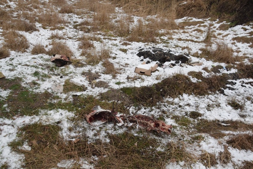 Ktoś zabija dziki, a ich szczątki wyrzuca przy lasku (drastyczne zdjęcia)  