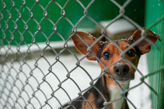 W Tarnowskim Azylu dla Zwierząt jeszcze kilkadziesiąt psów czeka na adopcję.