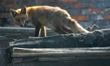 Stary Sącz: myśliwy zabił lisa z wścieklizną