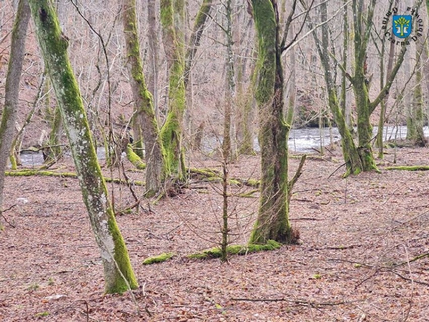 Leśnicy stworzą dla turystów pieszych i rowerowych nową ścieżkę doliną rzeki Łupawy. Krajobraz, jak w Bieszczadach