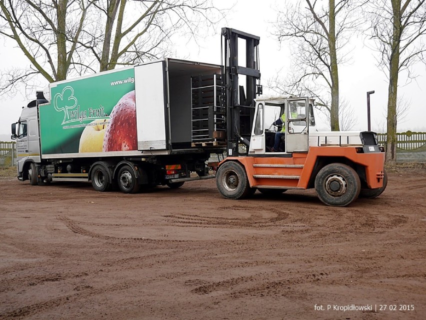 W Połchowie rozdali 20 ton jabłek