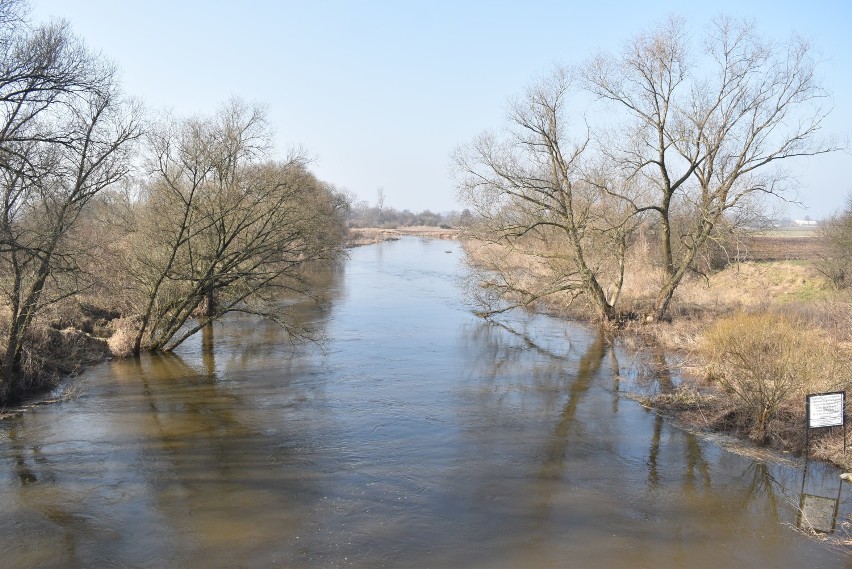 15 lutego 2021 r. stan wody w rzece Prośnie w punkcie pomiarowym usytuowanym w Bogusławiu wynosił 143 cm. Po tygodniu wzrósł do 192 cm