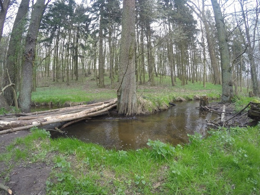 Srebrna to druga górska rzeczka w Gorzowie