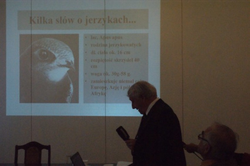 Jerzyki - ptaki chronione