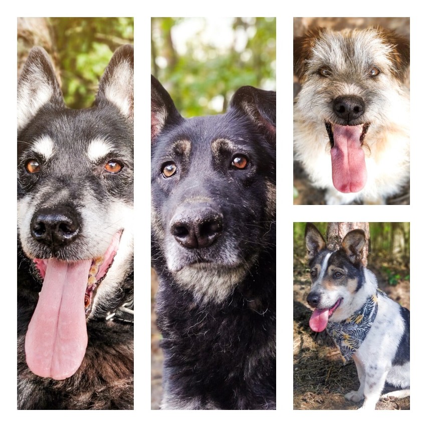 Szukamy domu dla bezdomnych psów Fundacji Schroniska Funny Pets w podsieradzkich Czartkach. Dziś szóstka z miasta Zduńska Wola ZDJĘCIA