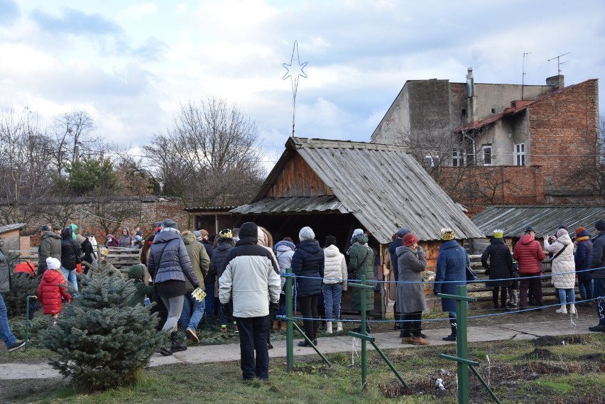Tarnów. Duże zainteresowanie żywą szopką przy klasztorze ojców Bernardynów w Tarnowie. To już ostatni dzień kiedy można oglądać zwierzątka