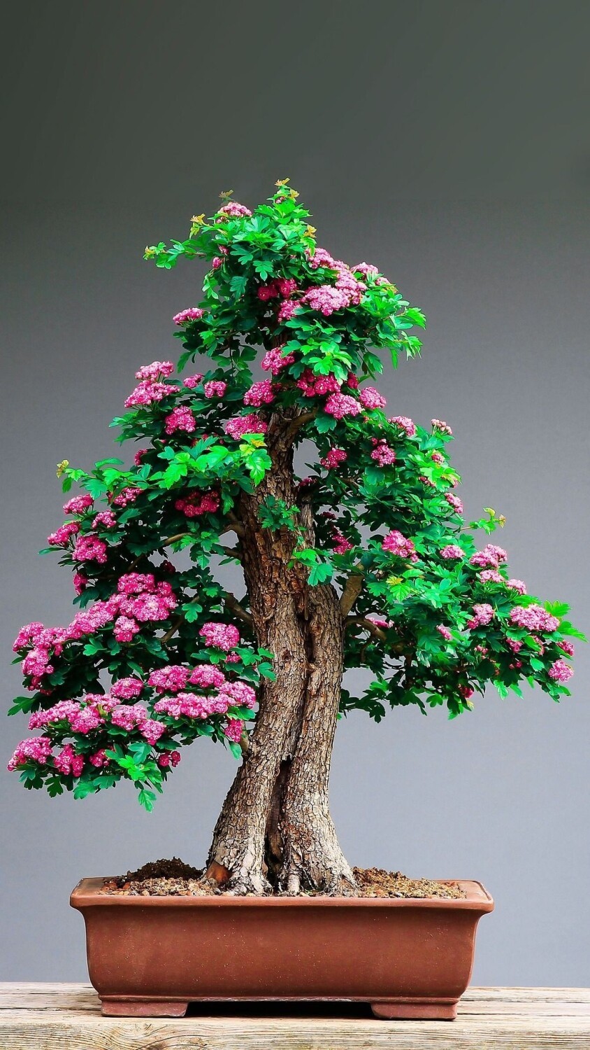 Bonsai kwitnące (hana-mono).