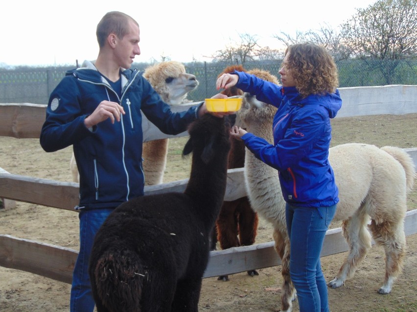 Alpaki stanowią największą atrakcję w gospodarstwie państwa Kaczorów z Suchorzewa