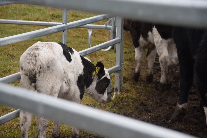 Niektóre ze sztuk bydła mają wady genetyczne, np. wady...