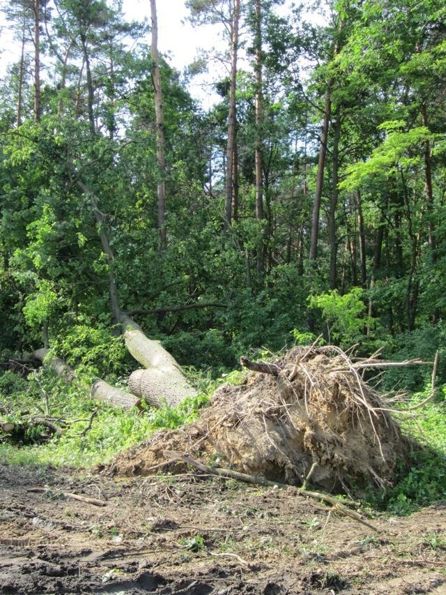 Nawałnica i trąba powietrzna przeszły nad powiatem sieradzkim FILM