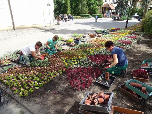 Z przerwami spowodowanymi nieprzyjazną aurą - przede wszystkim opadami deszczu - pracownicy zieleni miejskiej ozdabiają kwiatami Chełmno
