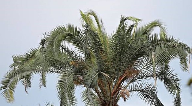 W takich warunkach palma z krakowskiego ogrodu botanicznego będzie czuła się jak... w domu