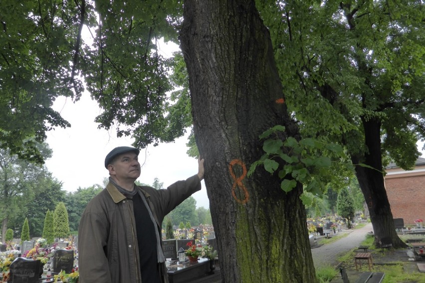 Wycinka drzew w Mysłowicach