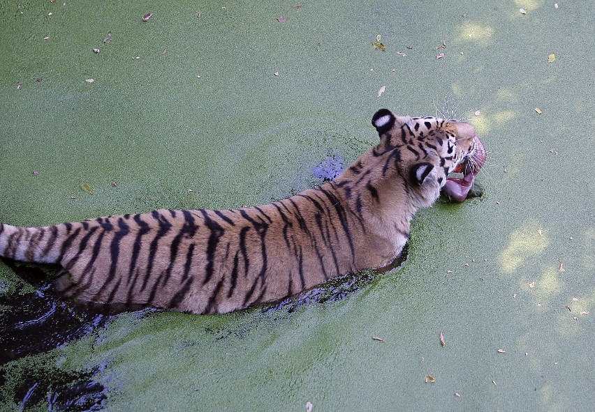 Zwierzęta z Ogrodu Zoologicznego w Łodzi w upały jedzą...