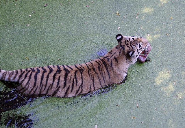 Zwierzęta z Ogrodu Zoologicznego w Łodzi w upały jedzą "lody".