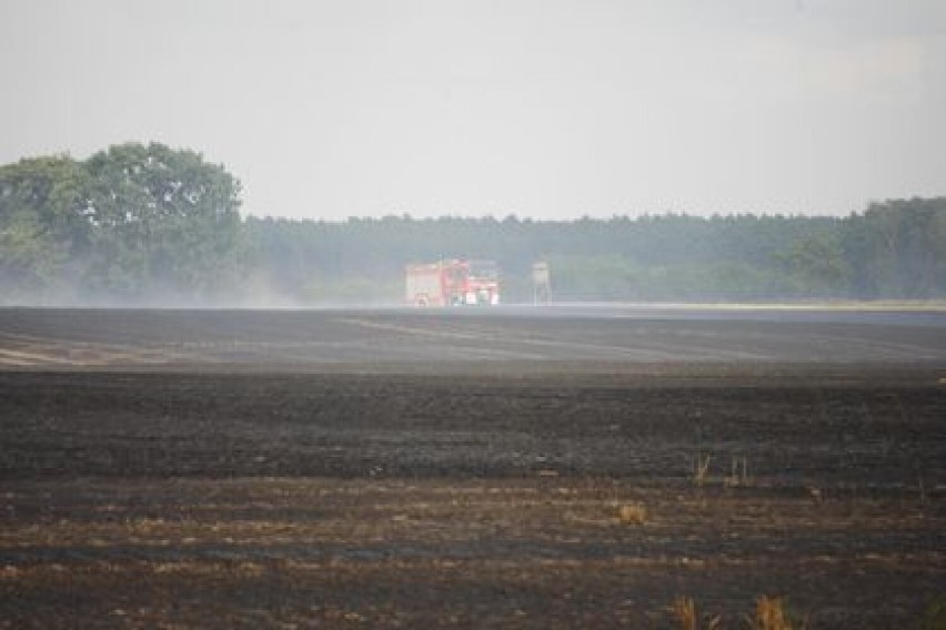 Powiat międzychodzki. Tydzień w ogniu. Spłonęło wiele hektarów pól [FILM][FOTO] 