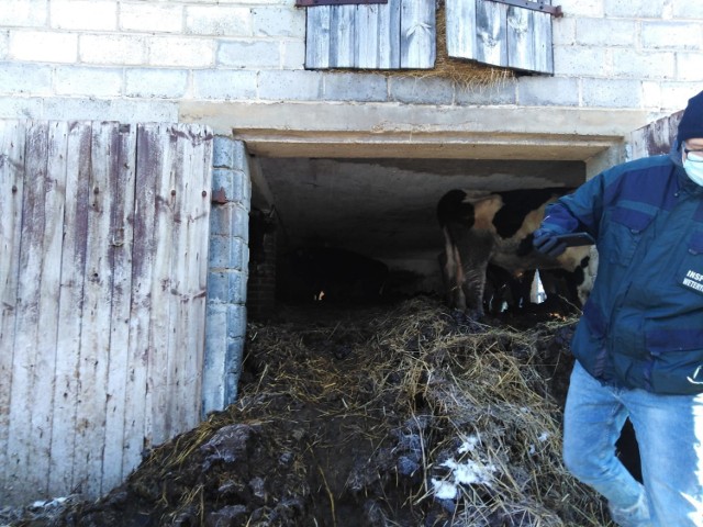 Co dalej z zaniedbanymi krowami z gminy Żytno? Wójt powołał komisję